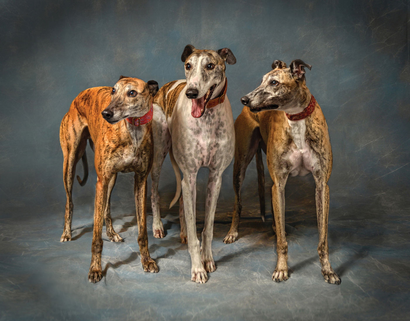 Greyhounds
